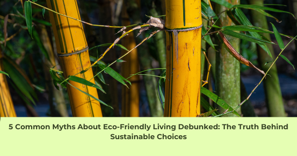 EcoEssense - 5 Common Myths About Eco-Friendly Living Debunked: The Truth Behind Sustainable Choices