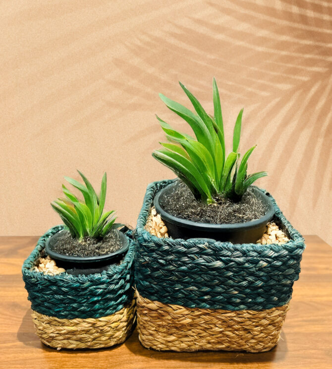 Handmade Sabai Grass Planters – Green Color