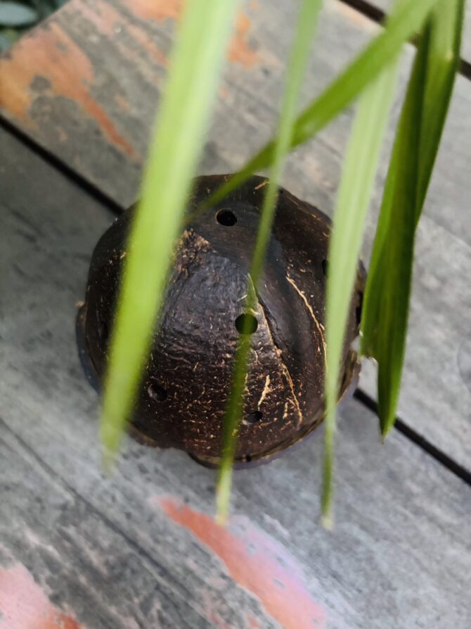 Coconut Shell Dhoop Stand