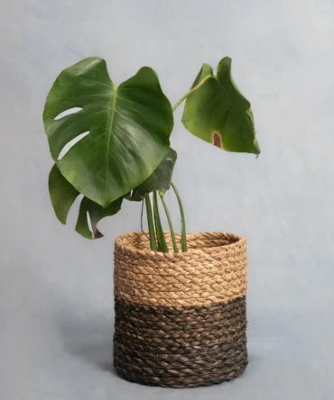 Hand-Waved Sabai Grass Circular Planter -eco essense (Eco Essence)