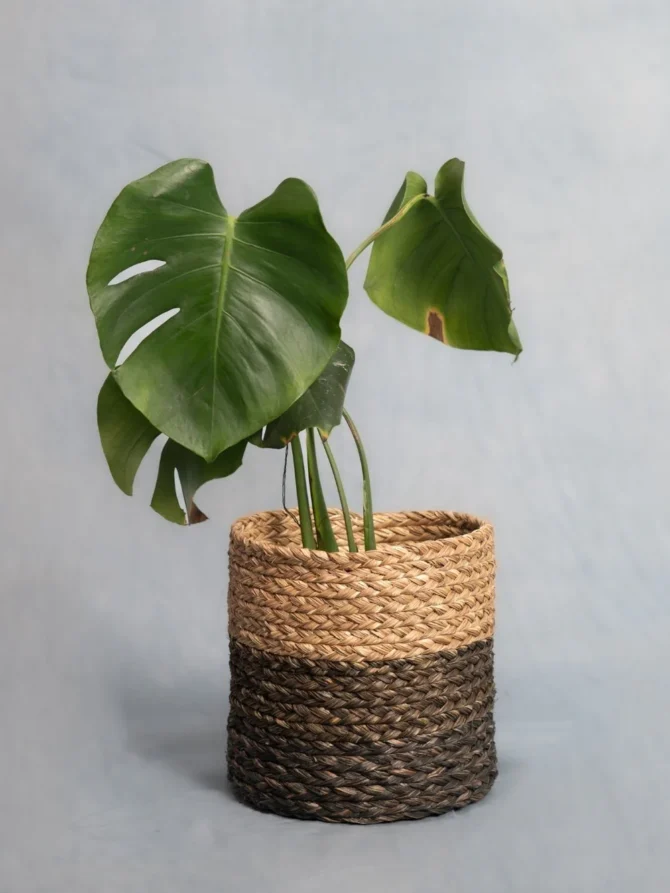 Hand-Waved Sabai Grass Circular Planter -eco essense (Eco Essence)